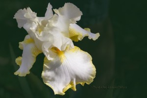 irislemonduet16101602