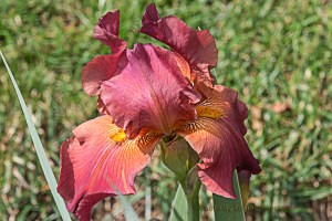 irismyfriendjonathan16091701